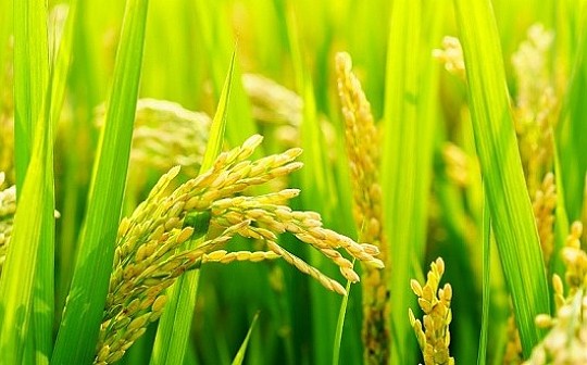 湖南公布大数据和区块链产业发展重点项目 “隆平链”上榜