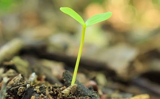 SeedClub：顶级Web3加速器的前世今生_OSMO:MOS