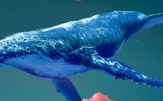 WHALE 流动性挖矿：持有 WHALE = 赚取 WHALE_APP:数字人民币推广app
