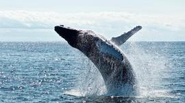 几度穿越牛熊的加密「看门人」Whale Alert_ALERT:LEAN