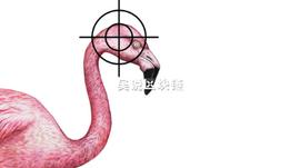 Neo重金打造的Flamingo火烈鸟为何陨落？_DEF:FeelCoin