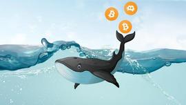 为什么你应该关注巨鲸动向？_DIG:bitstamp比特币套利