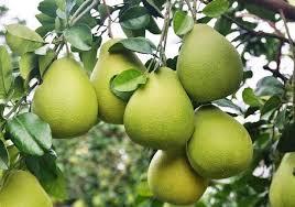 行情日报：又到柚子成熟的季节_EOS:EOSDAC