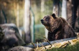 一不小心就“山穷水尽” 如何识别加密货币中的熊市陷阱？_BIT:ada币最新情况