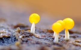 金圣来解币：12月26日行情分析：四小时图比特币形成顶背离_比特币:bitstamp交易所提现