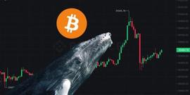 比特币冲高3.1万后急坠！巨鲸三周已吸筹7.1万枚BTC_SANT:SAN