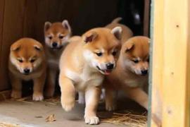 Shiba Inu、币安创新区和 SHIB 价格走势：探索联系_SHIB:AINU