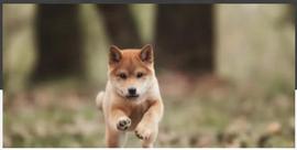 狗狗币（DOGE）前景：历史模式表明价格爆炸性飙升_DOG:马斯克最新消息狗狗币