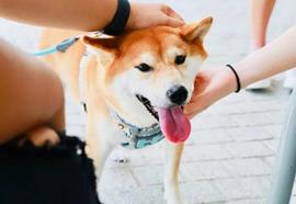 「崛起社区」Shiba Inu：近48K地址现已盈利_INU:shib币最新消息热议
