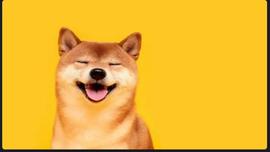 「崛起社区」Shiba Inu：每日活跃地址季度增长 357%_SHIB:MICROSHIB价格