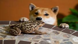 Meme 币 PEPE 和 SHIB 本周上涨两位数_SHI:SHIB