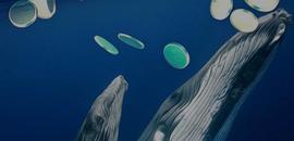鲸鱼现在关注的是哪些币？这些币会起飞吗？_INK:ADAB Solutions