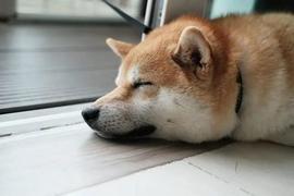 企业家称，“柴犬(SHIB)不会再越过 ATH”_SHI:SHIBZELDA