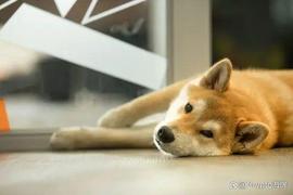 柴犬（SHIB）鲸鱼在价格反弹期间转移了大量 2.21 万亿代币_SHIBA:Shiba Lite