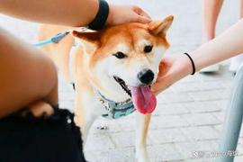 柴犬（SHIB）价格预测：2023 年 8 月_BAR:SHI