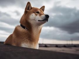 狗狗币(DOGE)在移动平均线下方盘整，突破的机会有多大_SHIB:SHIBP价格