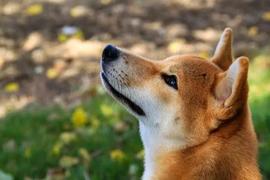 Shiba Inu，比特币相关性上升，因为 BTC 的目标是 25,000 美元_SHIBA:AINU