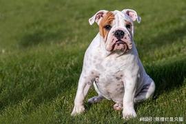 狗狗币 (DOGE) 陷入看跌趋势 – 何时脱身？_狗狗币:DOG