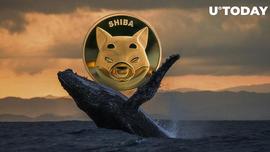 鲸鱼持有 2 个月后卖出 2.8 万亿 SHIB，这就是触发销售的原因_SHIB:ShinZen