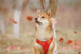 Shiba Inu (SHIB)是否准备好很快上涨 10%？_SHI:MEGASHIB币