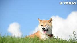 在指控中，Dogechain (DC) 价格持续飙升_GEC:COI