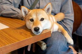 柴犬和狗狗币持有者对 SmarterWorx 的兴趣正在回升_SHI:狗狗币17年到22年涨了多少