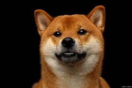 Shib和 Doge投资者围绕 SPCT及其 37.5% 的回报率大肆宣传_SPC:SHIB