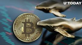 中本聪时代的比特币鲸鱼搅动，铲除大量比特币藏品_HAI:NCHAIN