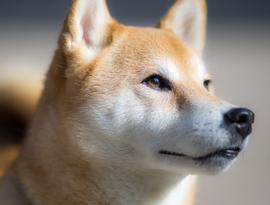 SHIB和 Shiba Eternity 全球发布的一切_SHIBA:datashieldcoinbank