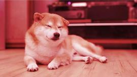 狗狗币（DOGE）在类似以太坊合并的传言中暴跌 13%_COIN:OIN