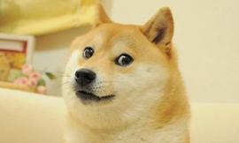 随着马斯克推特收购效应消退，256M狗狗币转移到币安和Coinbase_DOG:KDOGE价格
