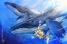 为什么比特币鲸鱼要增持 BTC？观看市场报告_NUM:比特币是什么怎么挖
