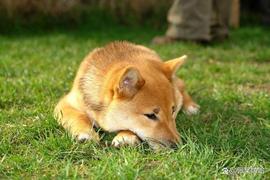 狗狗币 (DOGE) 2025-2030 年价格预测：DOGE 离底部有多近？_COI:MEM
