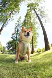 Floki Inu 在发布 Elon Musk 的推文后飙升 58.43%_DEF:FLO