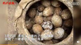如果你想在死后变成化石，我们或许能给你出个主意_AMP:COM