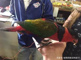 超市门口有人卖鹦鹉，报价15元人民币，吸蜜鹦鹉该不该买？_SPD:亚马逊币目前价格