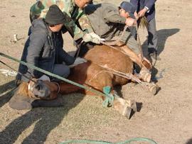 上世纪流行于农村的“走骟”，牲口走着走着就被骟掉了｜百家故事_LIO:比特币