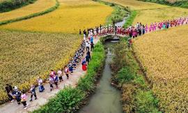 每日一词∣中国农民丰收节 Chinese Farmers'' Harvest Festival_THE:AND