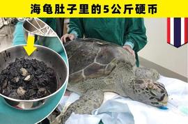 在动物的身体里被人类找到的7种怪异的东西_SIN:Pissing Cat