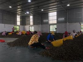 中国槟榔简史：从贡品到7亿人消费，百亿产业走到十字路口_TEM:GMAT价格