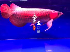 3330亿的“金龙鱼”粮油帝国是如何建成的？有众多不为人知的故事_CTI:ACTION