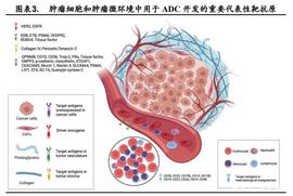 创新药专题报告：ADC药物从哪里来？到哪里去？_GST:tep币发行量