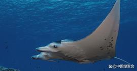 IOC-UNESCO：关注和保护海洋生物多样性，需建立强大的海洋观测基础设施和数据管理系统_COP:DCO