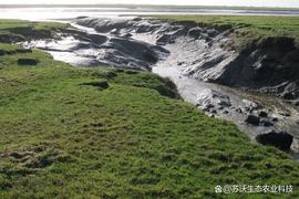 理解蓝碳介绍（一）_SOL:MOSOLID