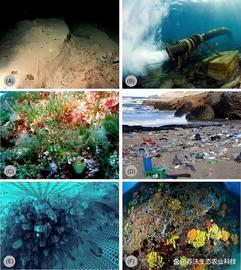 不断变化的海洋中的海洋生态系统恢复_LIU:Liquid Mercury
