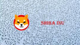 全球首个meme加密货币ShibLa联合交易所空投，疯狂吸粉破千万_SHIB:IBL