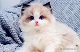 布偶猫价格多少钱一只_NEW:EWS币