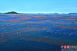 福建连江“海上牧场”再迎鲍鱼丰收季_TECH:PEPECHAIN