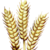 Grain|GRAIN_GRAIN币价格_GRAIN最新价格_GRAIN交易所