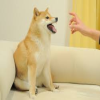 Feisty Doge NFT|NFD_NFD价格_NFD最新价格_NFD交易所
